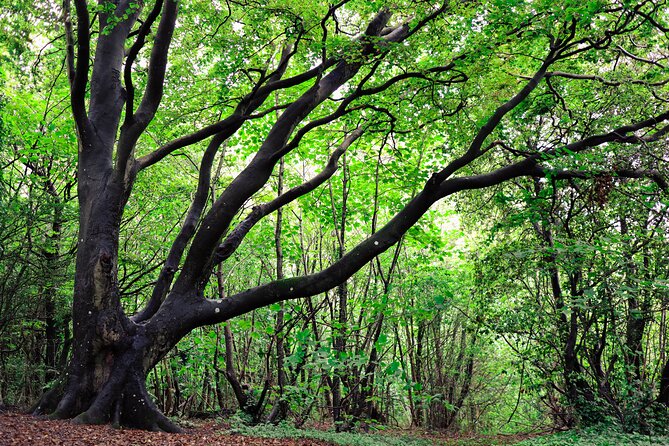 Half-day Forest Bathing and Yoga in Brightons Woodlands - Participant Feedback