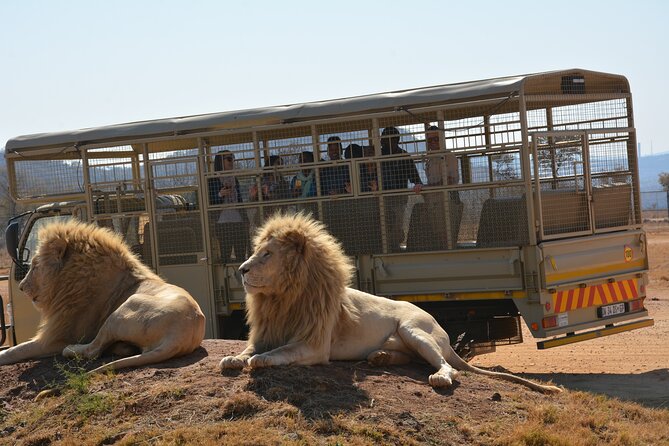 Half Day Lion Park Tour From Johannesburg or Pretoria - Pricing and Booking Details