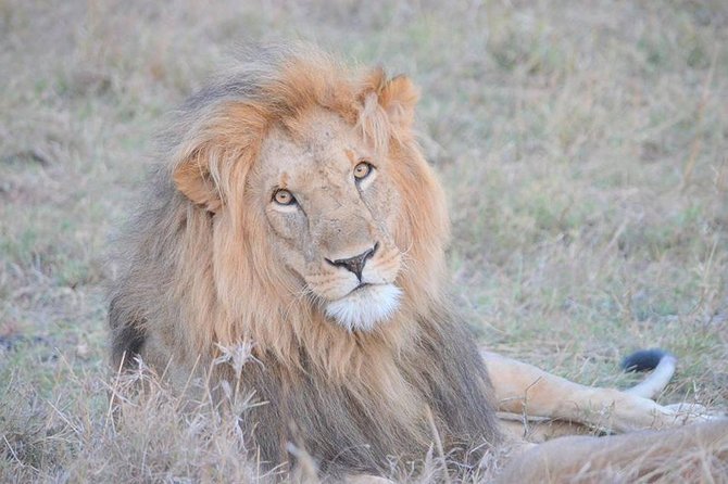 Half-Day Nairobi National Park Safari From Nairobi With Free Pickup - Pickup and Meeting Details