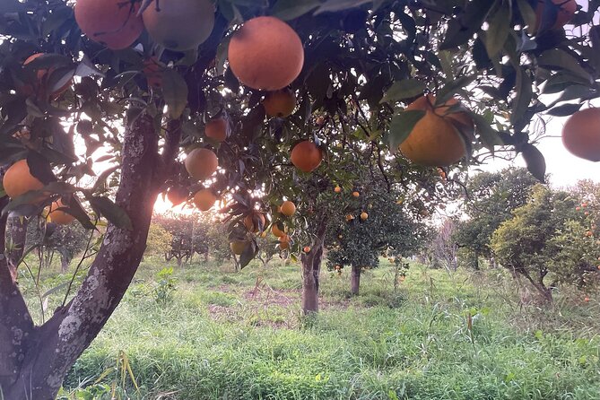 Half-Day-Orange Picking &Jam Cooking/Lunch With the Orange Farmer - Tour Details