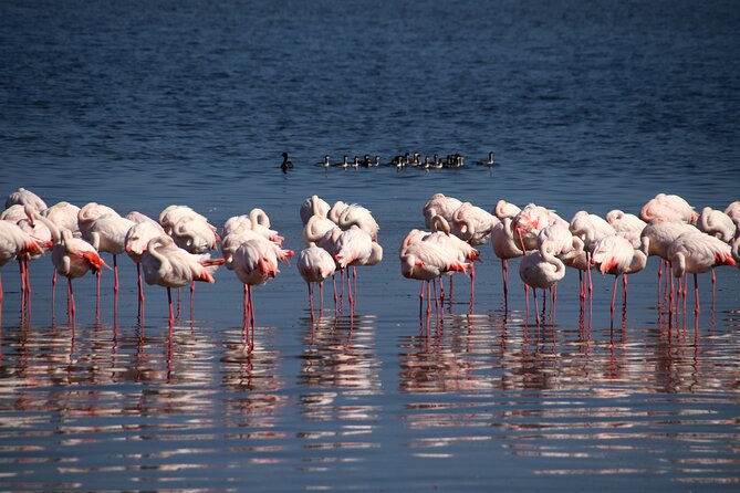 Half Day Original Seal Kayak Adventure, Pelican Point, Walvis Bay - Wildlife and Scenic Highlights