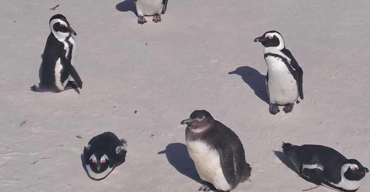 Half Day Penguins Colony and Constantia Wine Tasting Tour - Inclusions