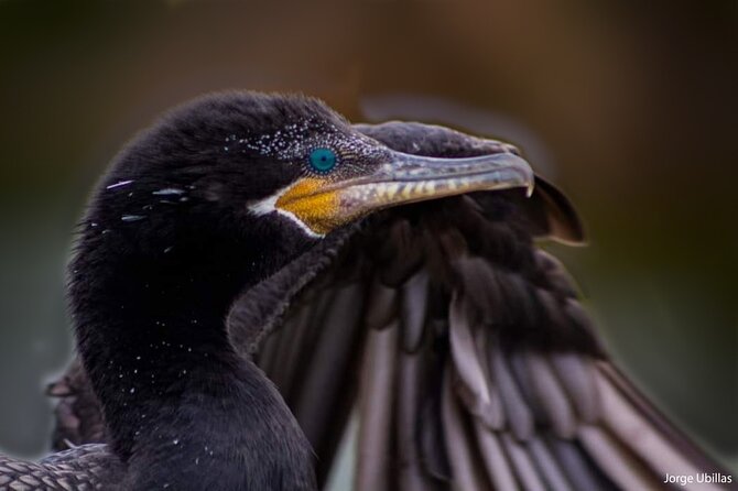 Half-Day Private Birdwatching Tour in Lima - Cancellation and Booking