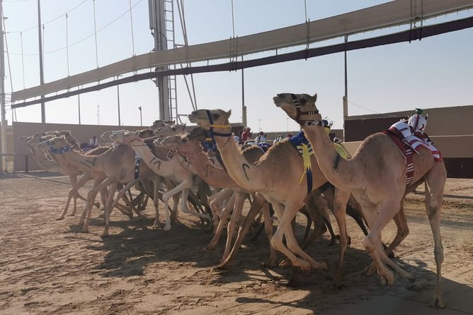 Half-Day Private Guided Camel Race Tour in Qatar - Whats Included in the Tour