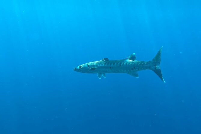 Half-Day Private Roatan Nature Park, Snorkeling, and Beach Tour - Accessibility