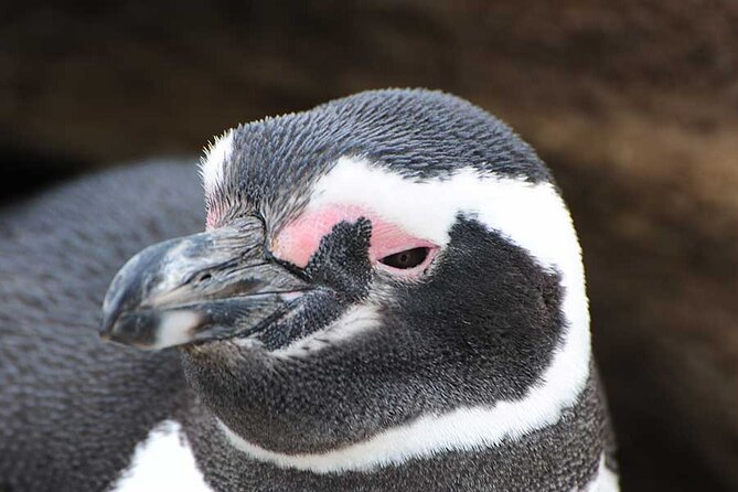 Half Day Sailing Magdlena Island Penguin Colony P.Arenas October to March Only - Booking Policies and Conditions