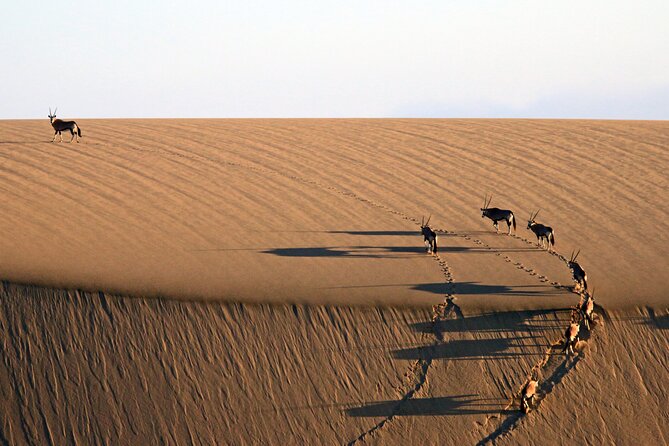 Half-Day Sandwich Harbour Tour From Walvis Bay With Lunch - Traveler Feedback and Ratings