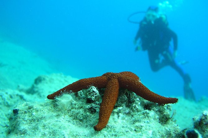 Half-day Scuba Diving Experience in Oludeniz - Traveler Reviews