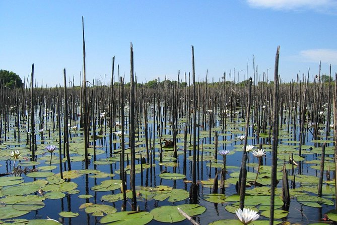 Half-Day Tigre Delta Tour From Buenos Aires Including Lunch - Local Markets and Argentine Lunch