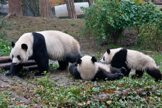 Half-Day Tour at Chengdu Panda Breeding Research Base - What to Expect
