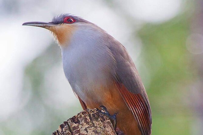 Half Day Tour Bird Watching in the Sierra De Bahoruco - Discovering Unique Bird Species