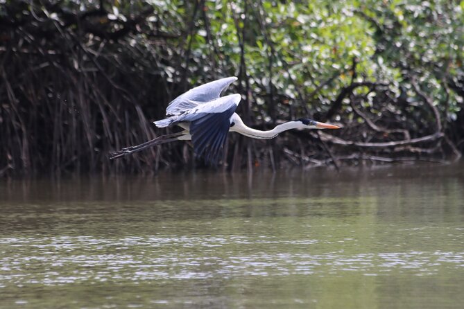 Half Day Tour Mangroves Estuary and Bird Watching From Guayaquil - Guided Activities