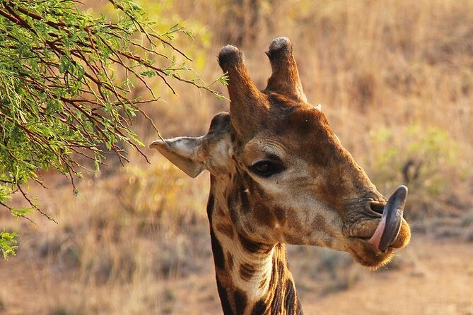 Half Day Wildlife Tour to Nairobi National Park Game Drive With Pickup/Drop off - Pickup Arrangements
