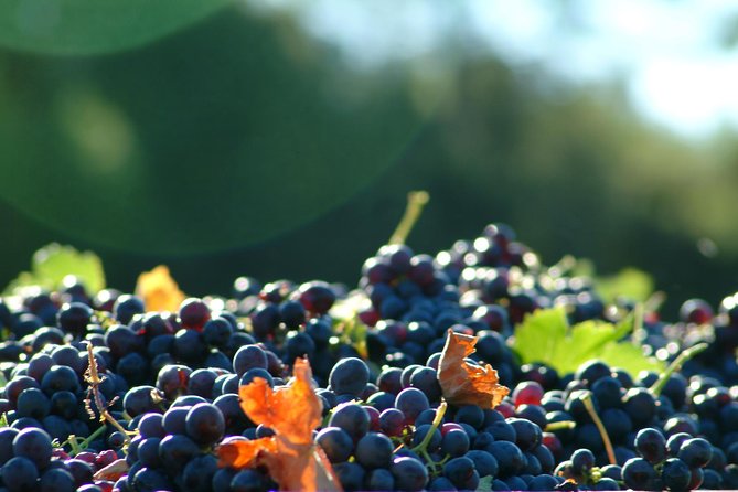 Half Day Wine Tour in Côtes De Provence Sainte-Victoire From Aix En Provence - Winery Visit Details