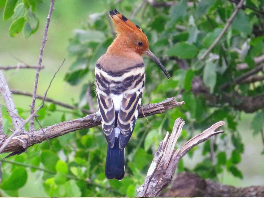 Hambantota Harbor: Safari at Lunugamvehera National Park - Tour Inclusions and Logistics