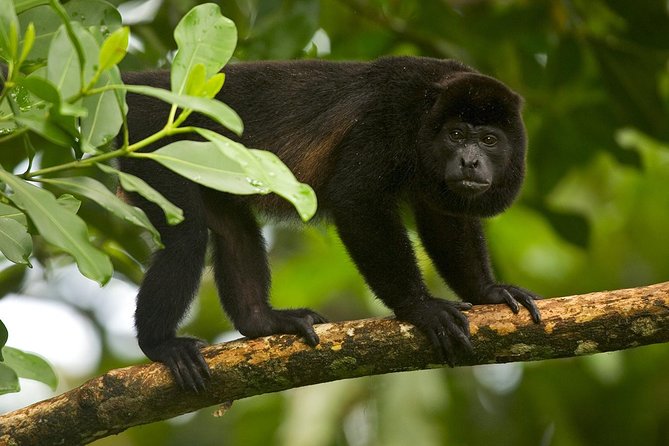 Hanging Bridges and Nature Preserve at Tenorio Volcano - Discovering Tropical Flora and Fauna