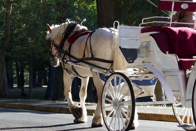 Heritage Horse-Drawn Carriage Experience in Victoria - Tips for a Great Ride