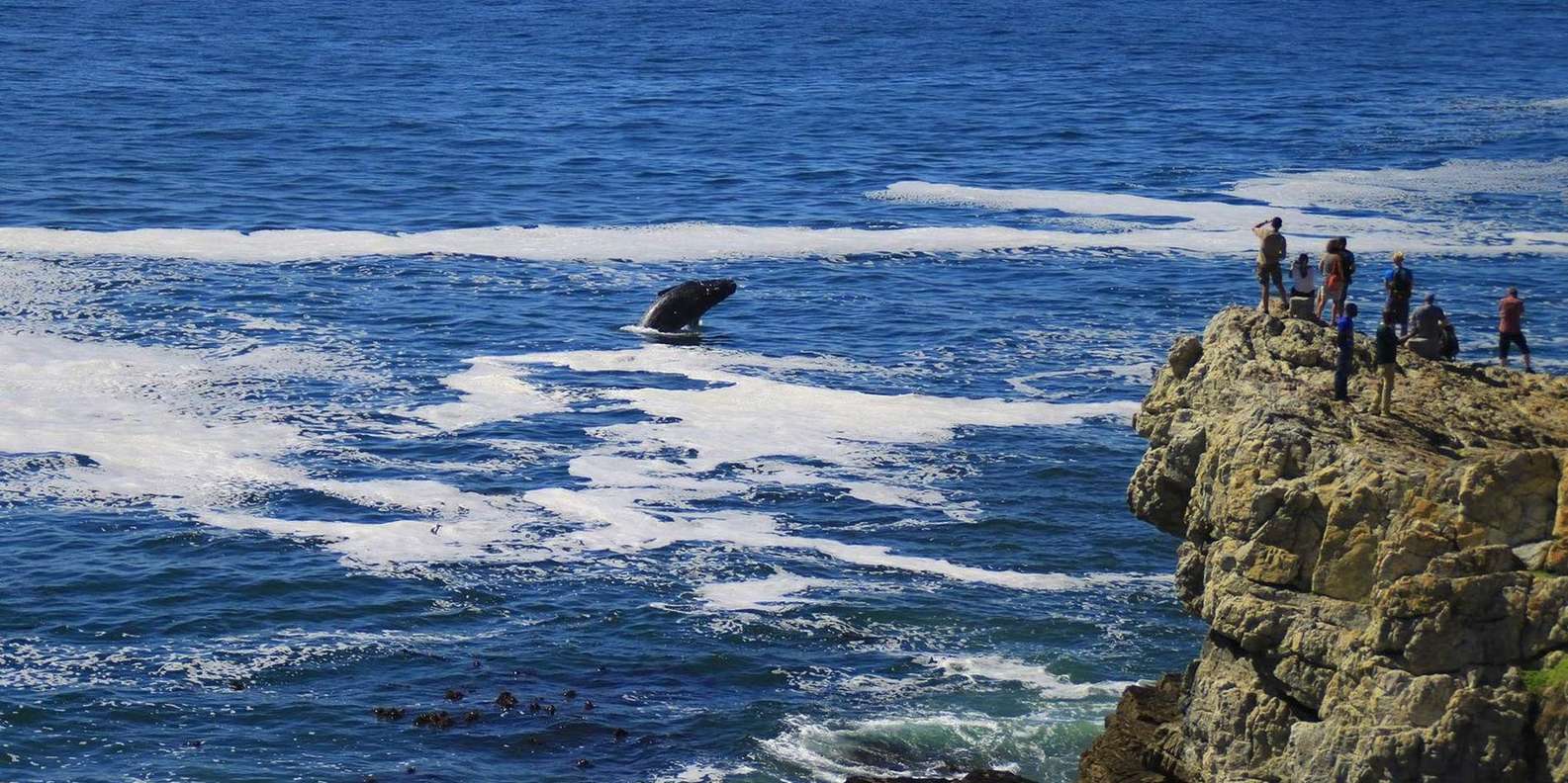 Hermanus Whale Watching and Winelands Private Full-day Tour - Whale Watching Experience