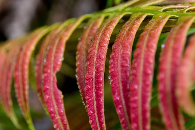 Hike: Bélouve Rainforest and Trou De Fer - Health and Accessibility