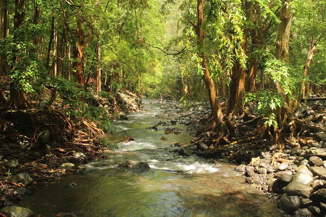 Hiking in the Black River Gorges National Parc - Native Forest - Hiking Experience Highlights
