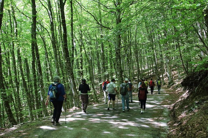 Hiking on Faito Mountain From Sorrento - Pickup and Transportation