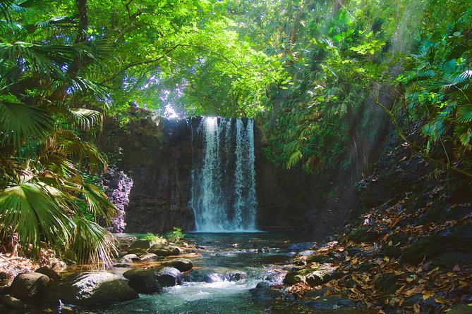 Hiking - The Wild South - Marveling at the Virgin Forest