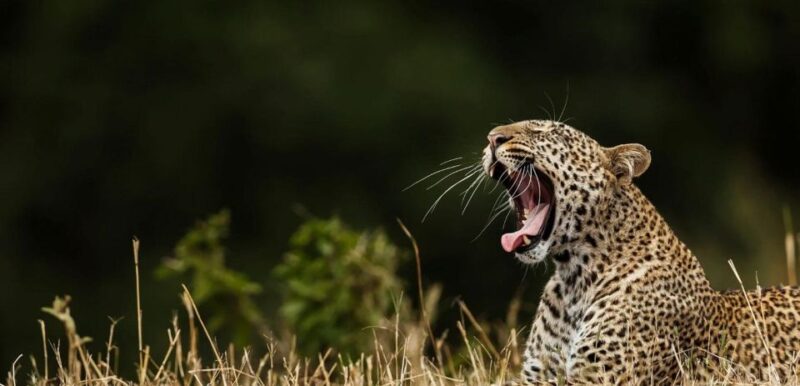 Hikkaduwa/Galle: Safari Trip to Yala & Udawalawe W/ Lunch - Safari Duration and Timing