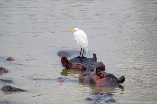 Hippo and Croc Boat Cruise in Saint Lucia With Pick-Up - Booking and Pricing Details