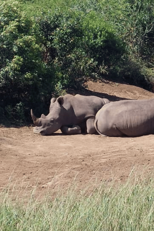 Hluhluwe Imfolozi Day Safari Tour - Witnessing the Big Five