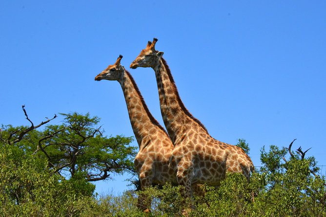Hluhluwe Imfolozi Safari & St Lucia Boat Safari Day Tour From Durban - Customer Experiences and Feedback