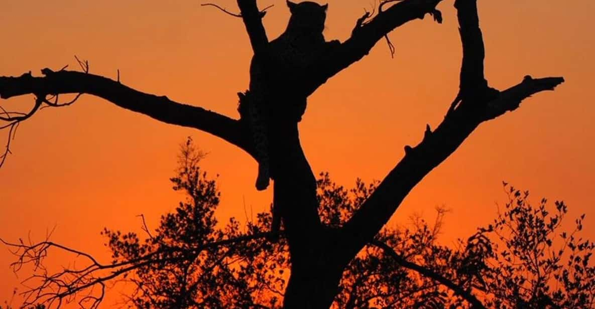 Hoedspruit: Evening Safari In Greater Kruger Private Reserve - Iconic Wildlife Viewing