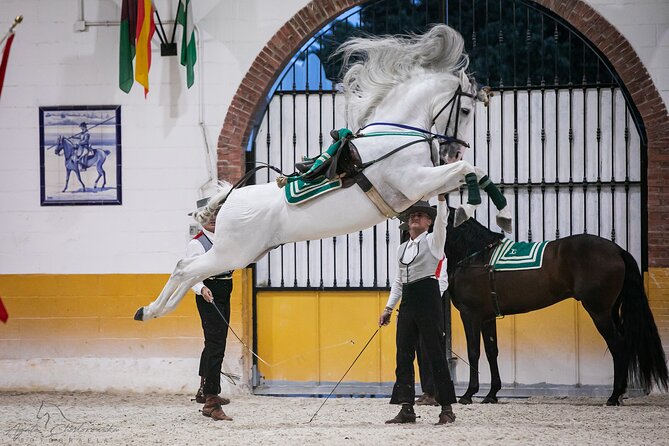 Horse and Flamenco Show in Malaga With Dinner - Positive Guest Reviews