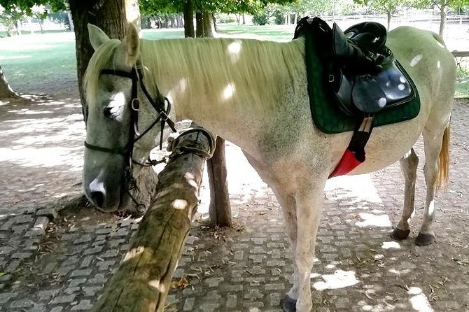 Horse Riding Small Group Near Lucca - Viator Help Centre Support
