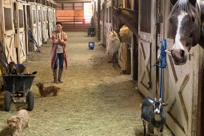 Horseback Rides, Interactions, and Petting Zoo - Accessibility and Safety Measures