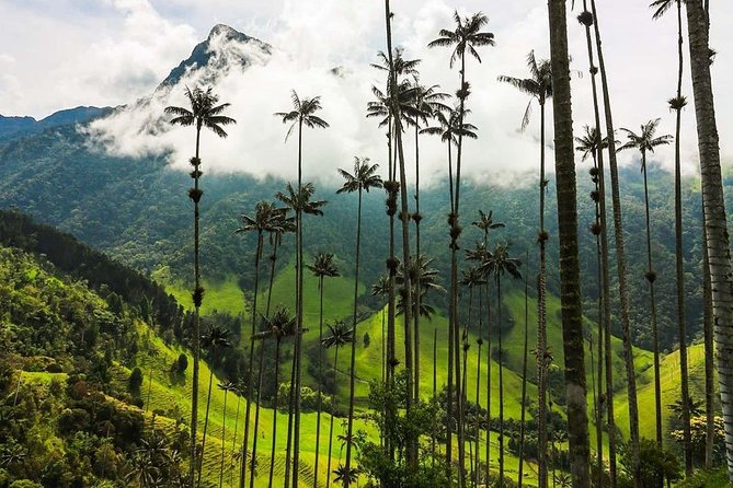 Horseback Riding and Excursion in Cocora Valley - Reviews Summary