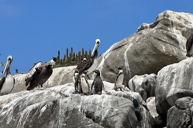 Horseback Riding on Beach, Winery, Alpacas, Penguins & Cowboybbq - Winery Visit