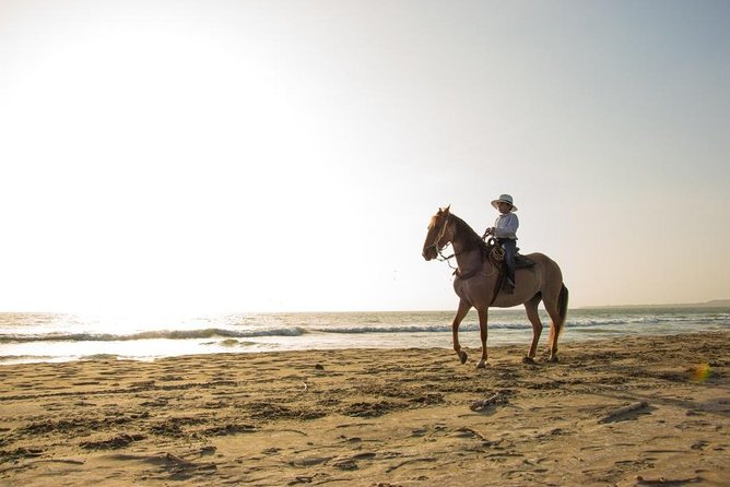 Horseback Riding on the Beach With Paso Colombiano Show,Cartagena - Paso Fino Horses