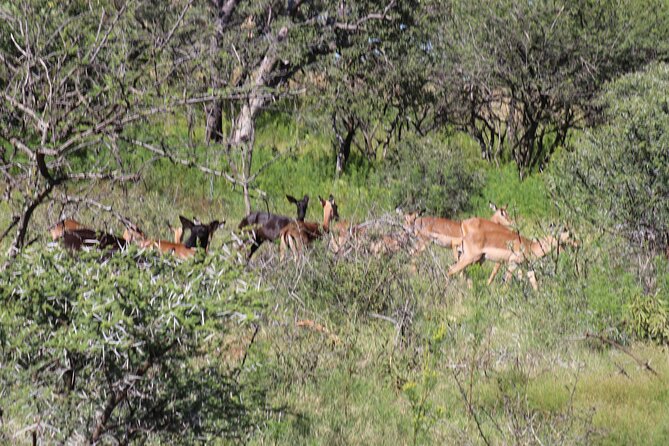 Horseback Safari Adventure in Hartbeespoort From Johannesburg - Pickup Information and Locations