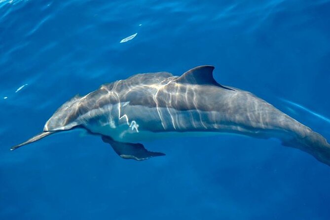 Hurghada Full-Day Boat Trip to Dolphin House &Snorkelling- Lunch - Dolphin Watching Experience
