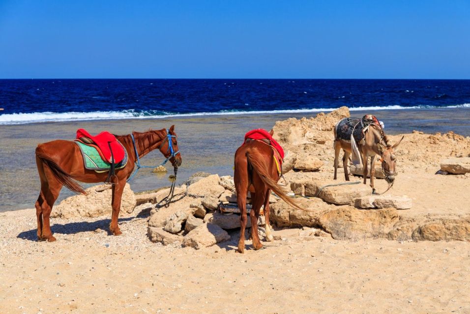 Hurghada: Horse Ride Along the Sea & Desert With Transfers - Highlights of the Experience