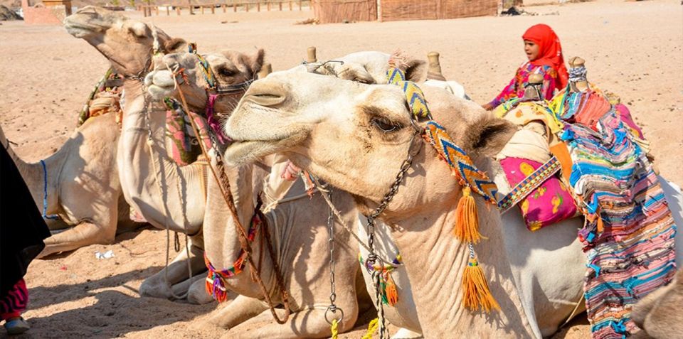 Hurghada: Safari Jeep, Buggy, Camel, Quad, Bedouin Dinner - Adventure Activities Included