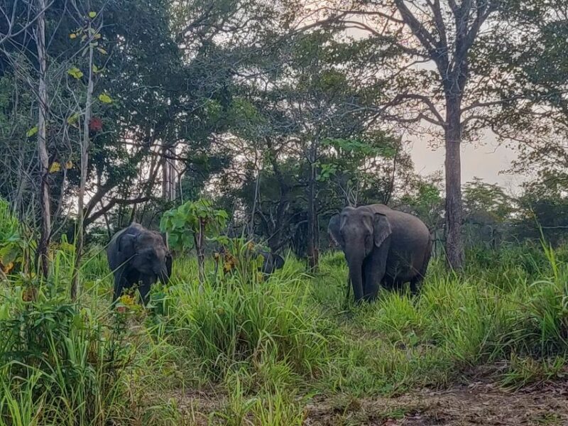 Hurulu Eco Park: 3-Hour Morning or Evening Safari - Key Wildlife Sightings