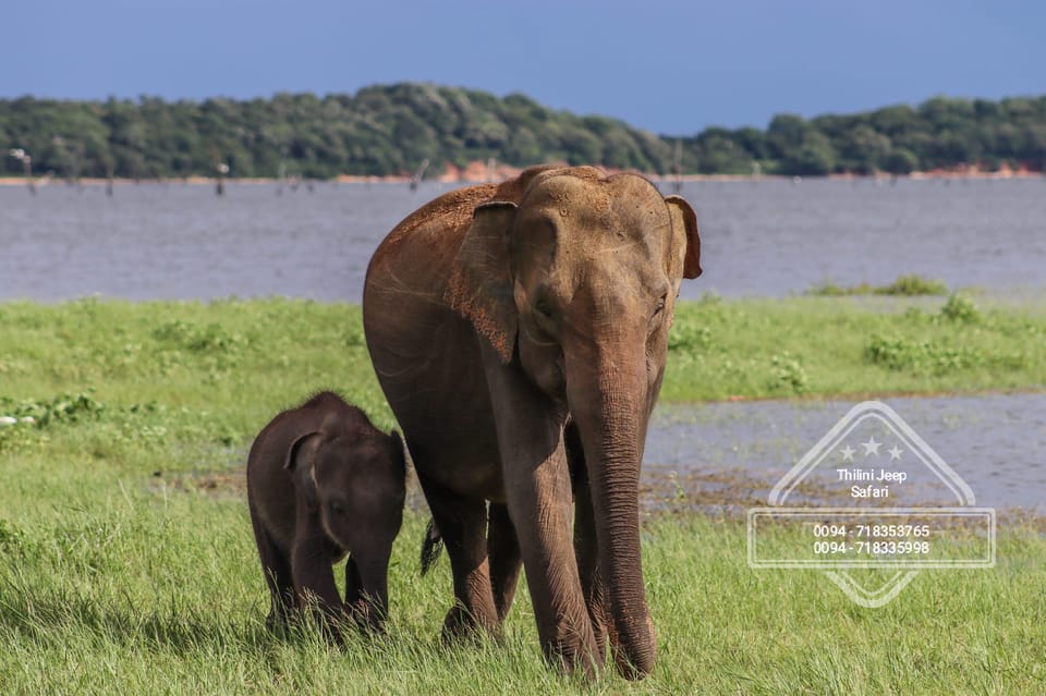 Hurulu Eco Park Habarana Elephant Safari - Ecological Significance