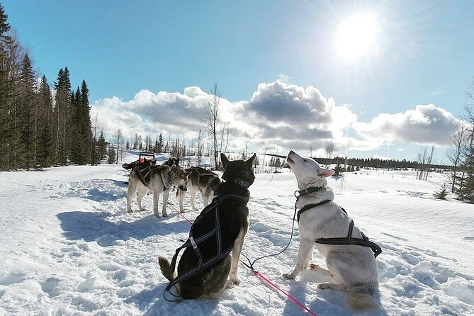 Husky Sledding Tour - Past Traveler Photos