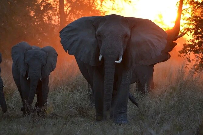 Hwange National Park Full Day Trip - Inclusions and Amenities