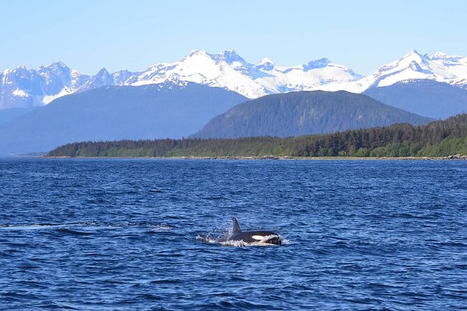 Icy Strait Whale & Wildlife Endeavor - Customer Experiences and Reviews
