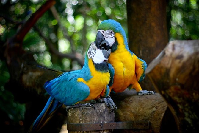 Iguazu Falls Brazilian Side & Bird Park From Puerto Iguazu - Pickup and Visa Requirements