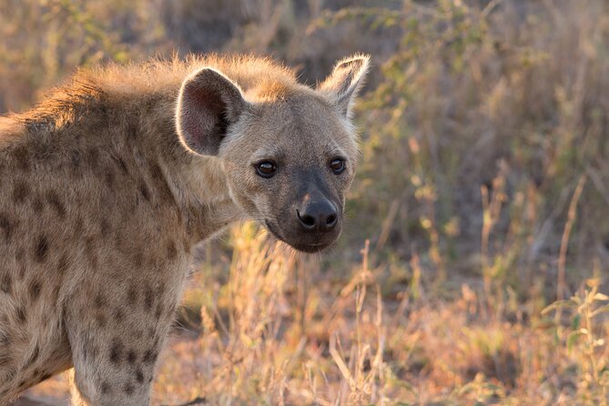 Isimangaliso Sunset Game Drive - Highlights of the Experience