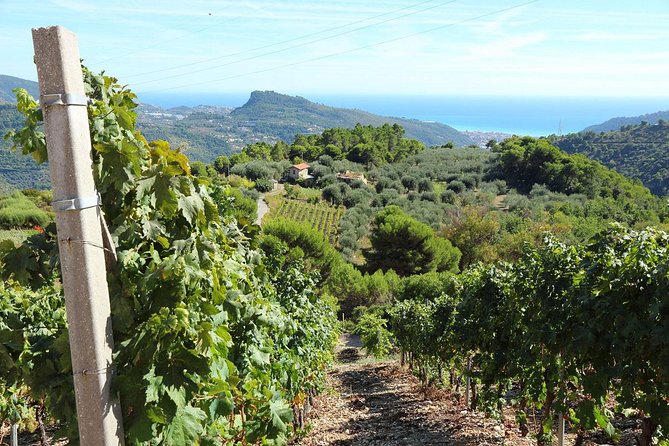 Italian Riviera: Val Nervia Half-Day Small-Group Tour  - Sanremo - What to Expect on the Tour
