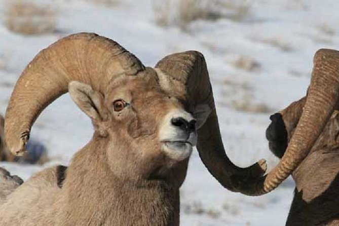 Jackson Hole & Grand Teton Park - Half-Day Wildlife Tour - Morning - Meeting and Pickup